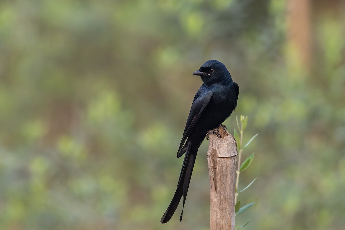 Königsdrongo - ML612189077