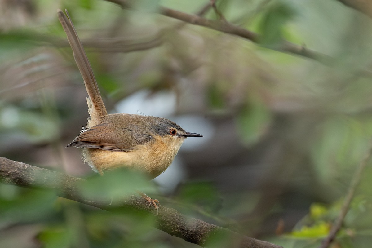 Ashy Prinia - ML612189084