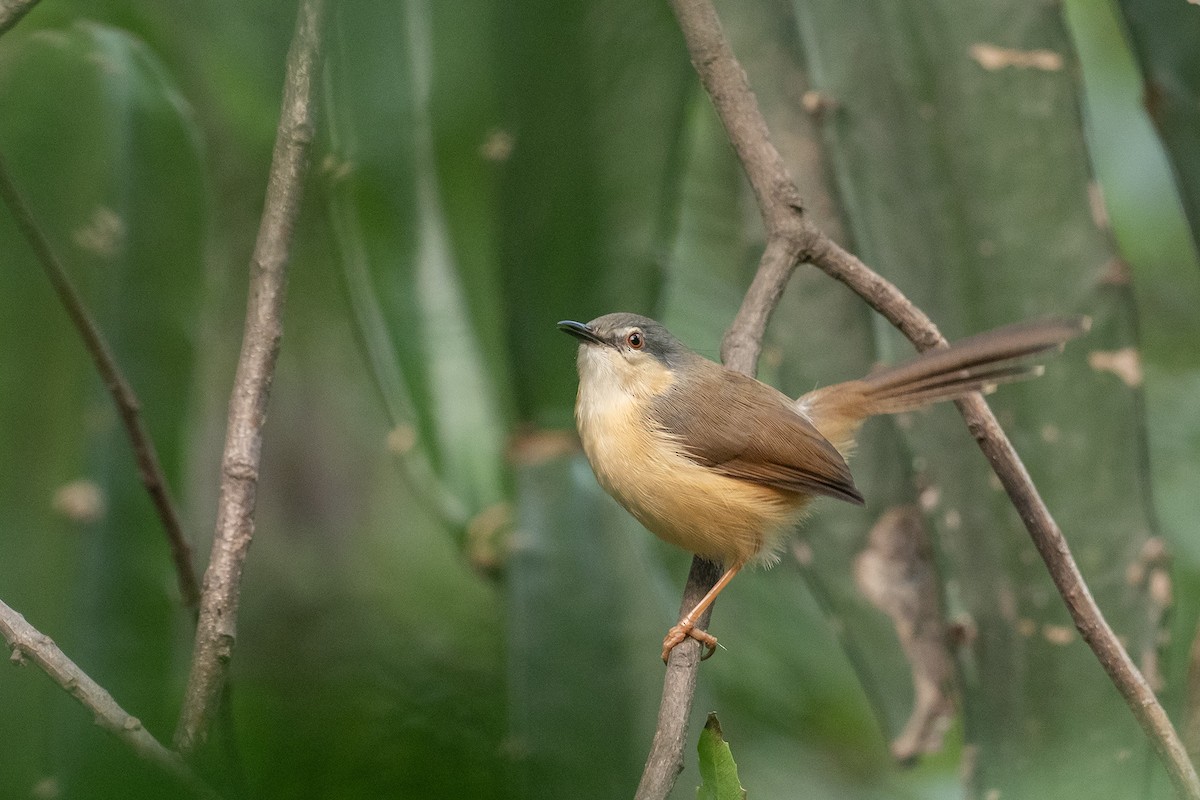 Prinia Cenicienta - ML612189085