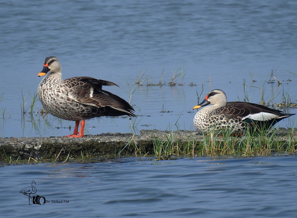Indian Spot-billed Duck - ML612189119