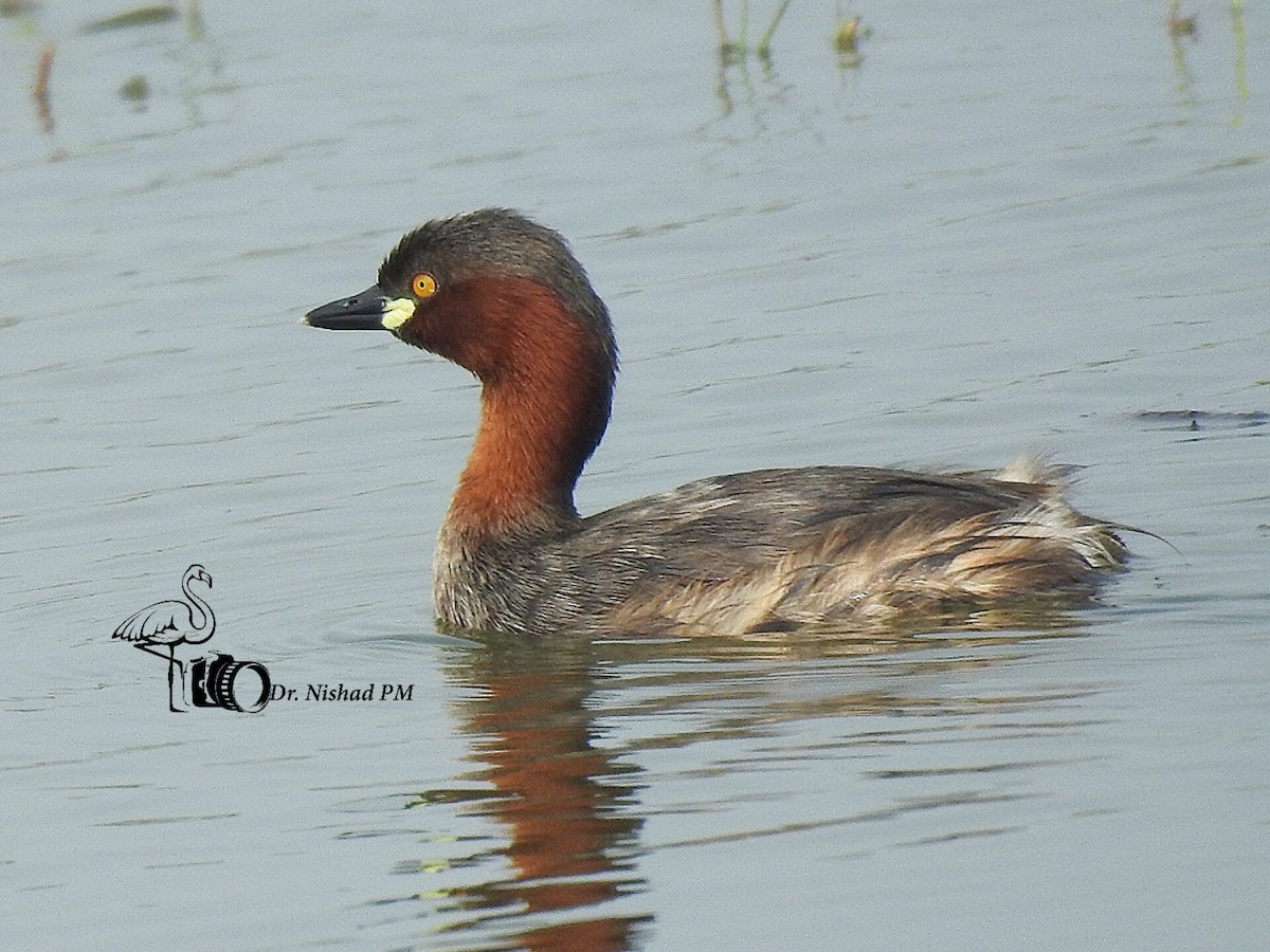 Хурган шунгуур - ML612189124