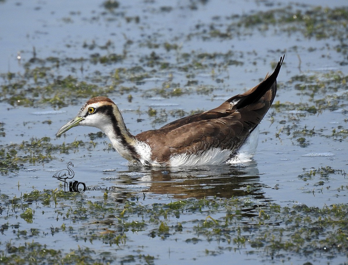 Pheasant-tailed Jacana - ML612189132