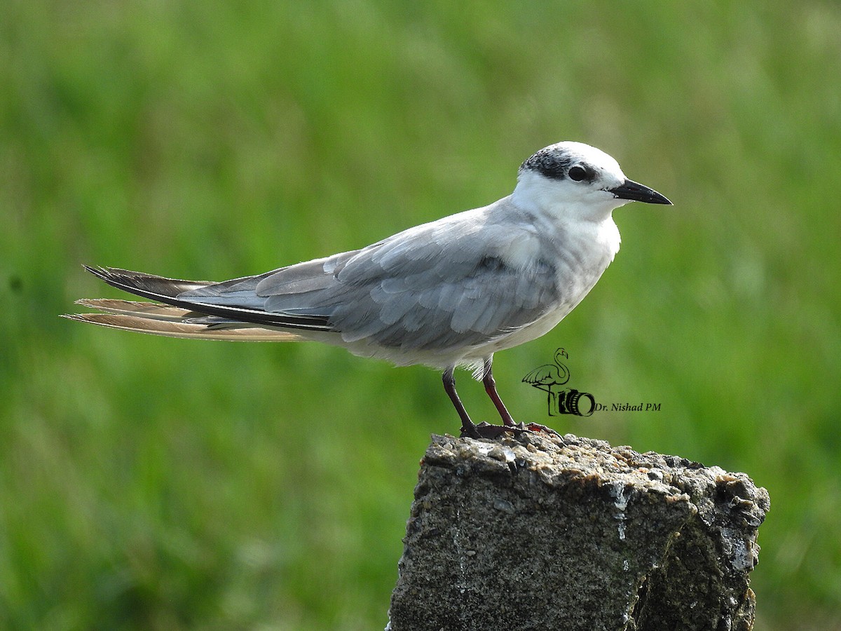 Whiskered Tern - Dr. NISHAD PM