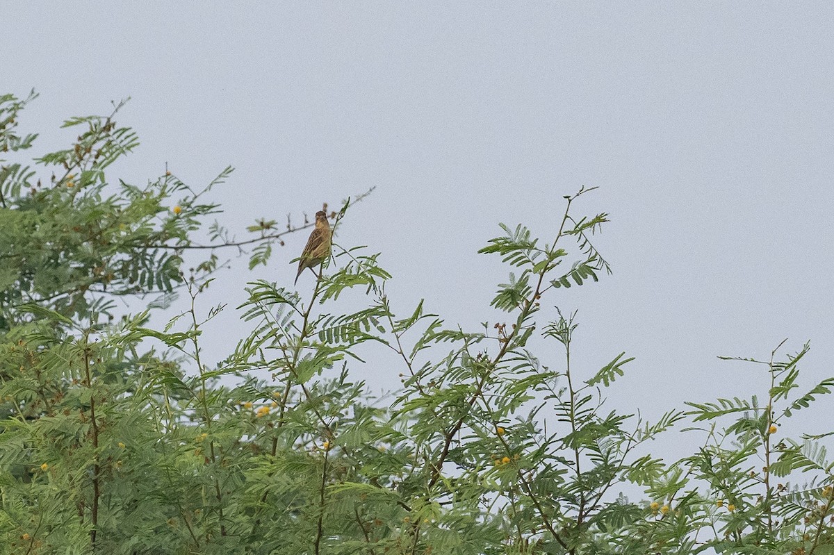 Baya Weaver - ML612189139