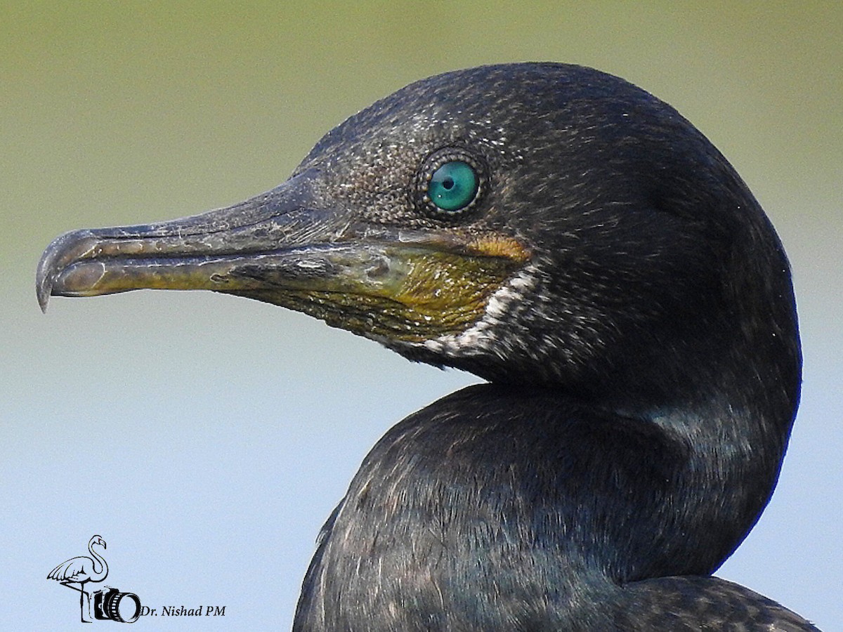 Indian Cormorant - ML612189142