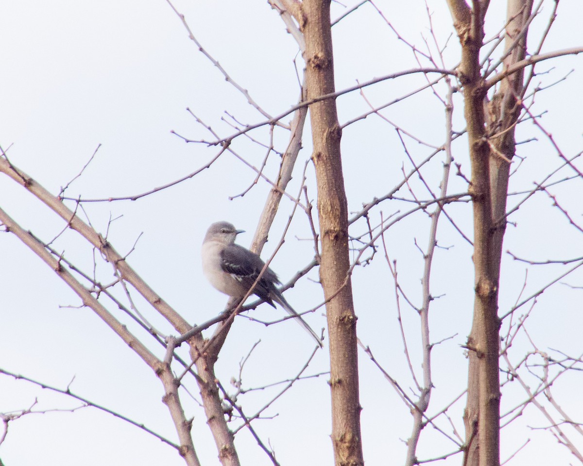 Northern Mockingbird - ML612189146