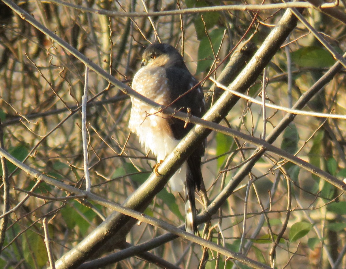 Sharp-shinned Hawk - Anonymous