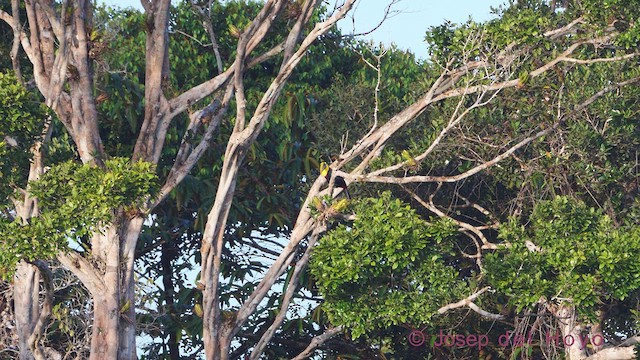 Yellow-throated Toucan (Chestnut-mandibled) - ML612189251