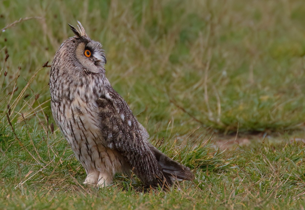 Long-eared Owl (Eurasian) - Dave Curtis