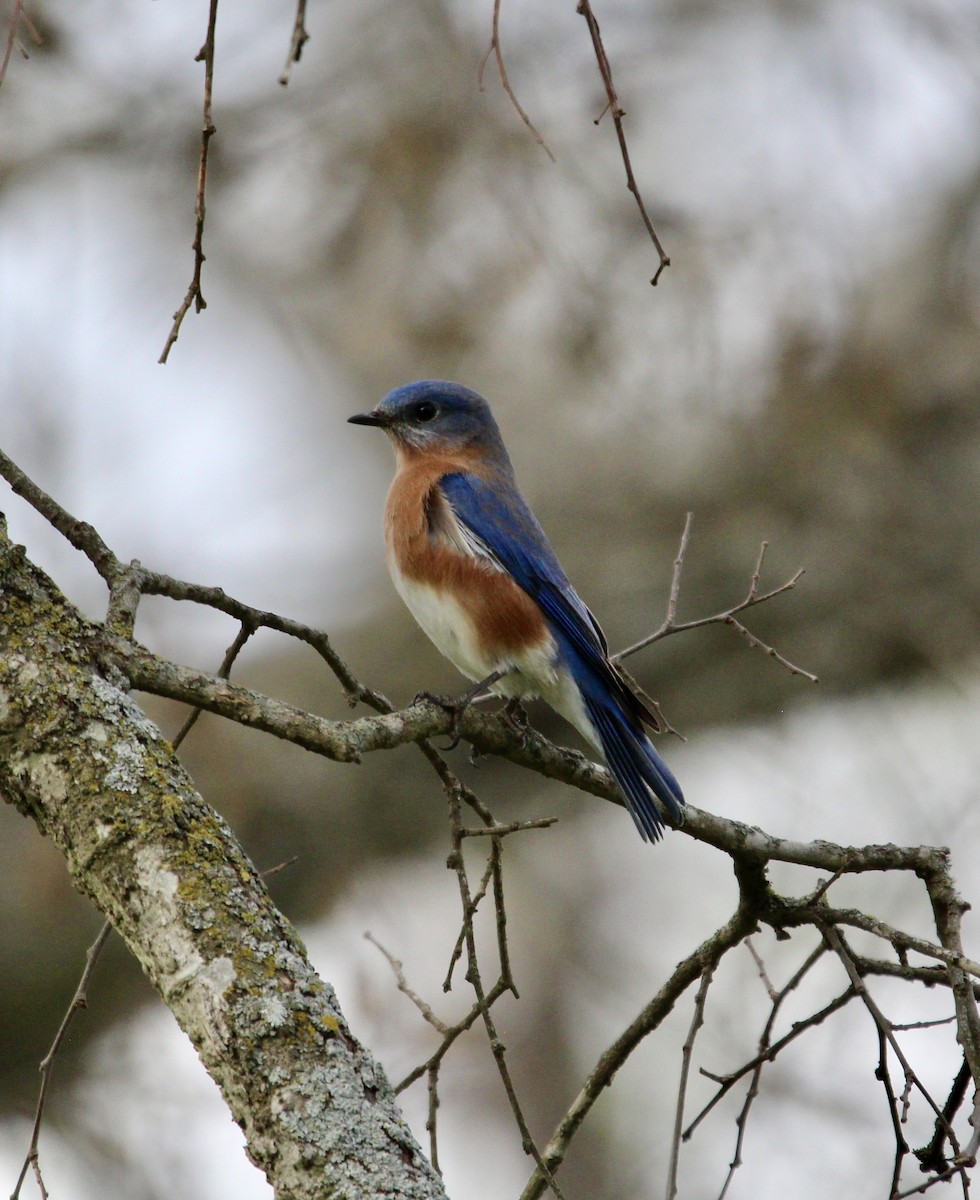 Eastern Bluebird - ML612189286