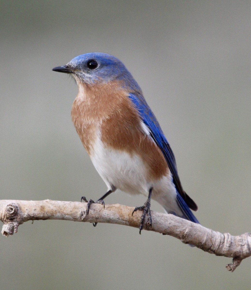 Eastern Bluebird - ML612189288