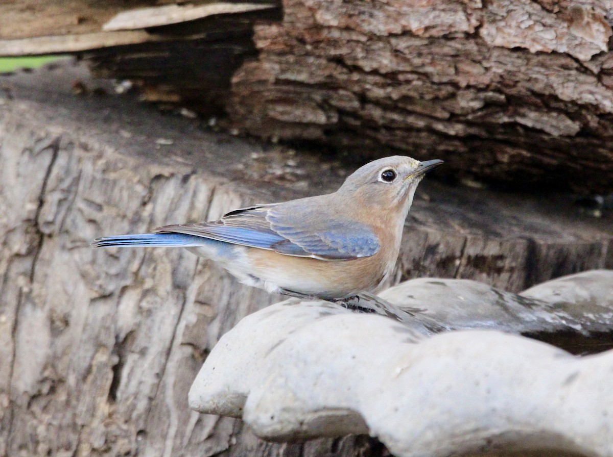 Eastern Bluebird - ML612189290