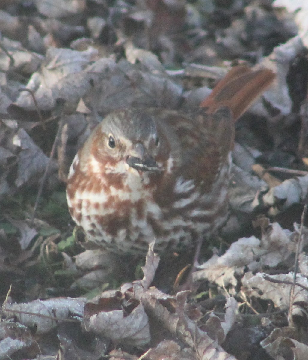 Fox Sparrow - Zella Nisley