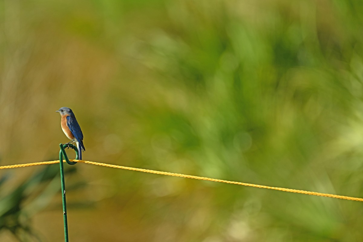 Eastern Bluebird - ML612189407