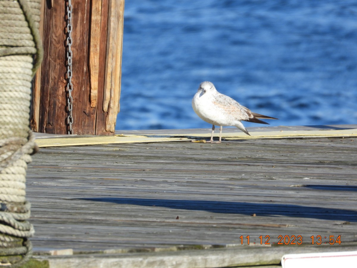 Ring-billed Gull - ML612189442