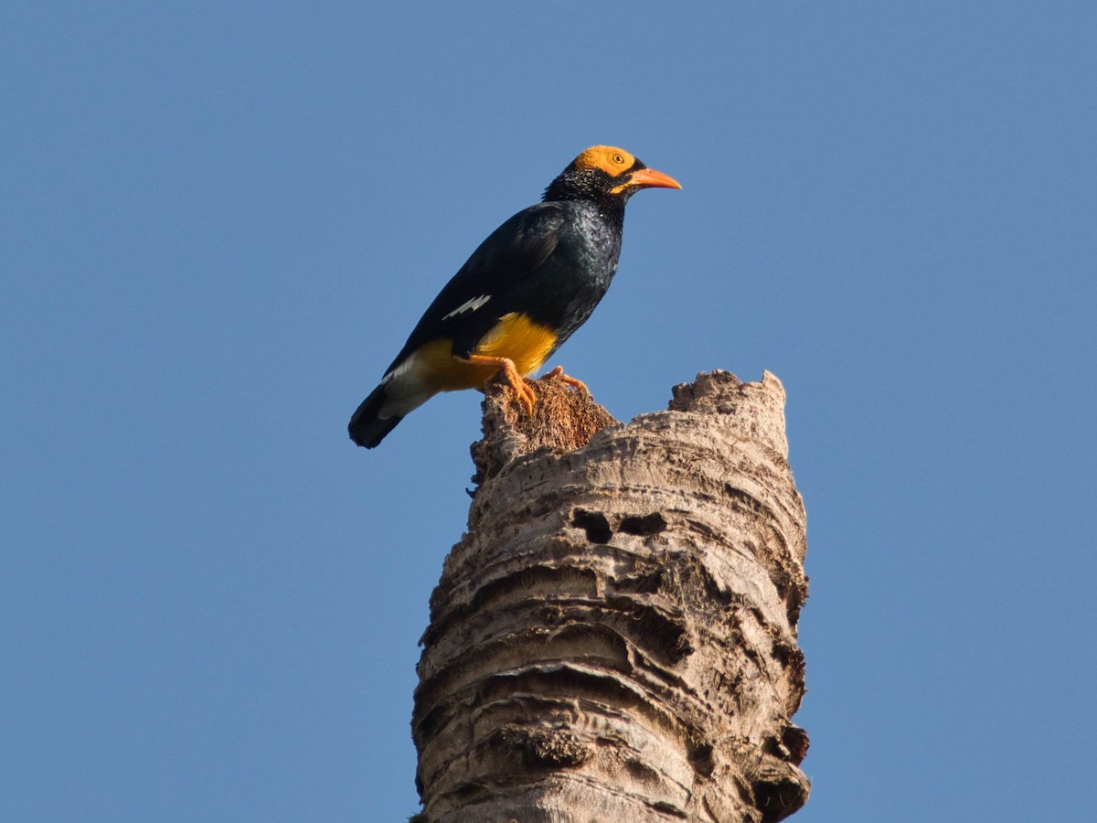 Yellow-faced Myna - ML612189612