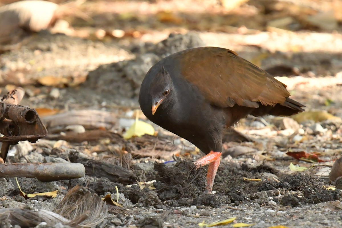 Orange-footed Megapode - Qin Huang