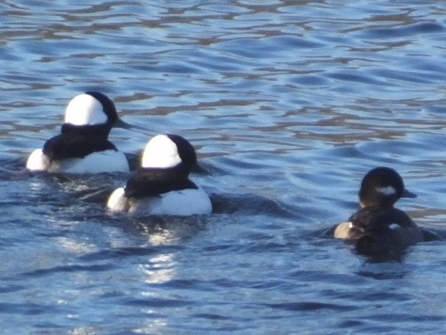 Bufflehead - ML612189692