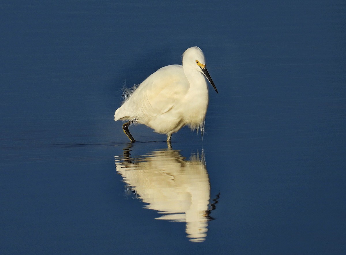 Snowy Egret - Charles Hundertmark