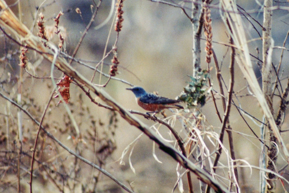 Rufous-tailed Rock-Thrush - ML612189786