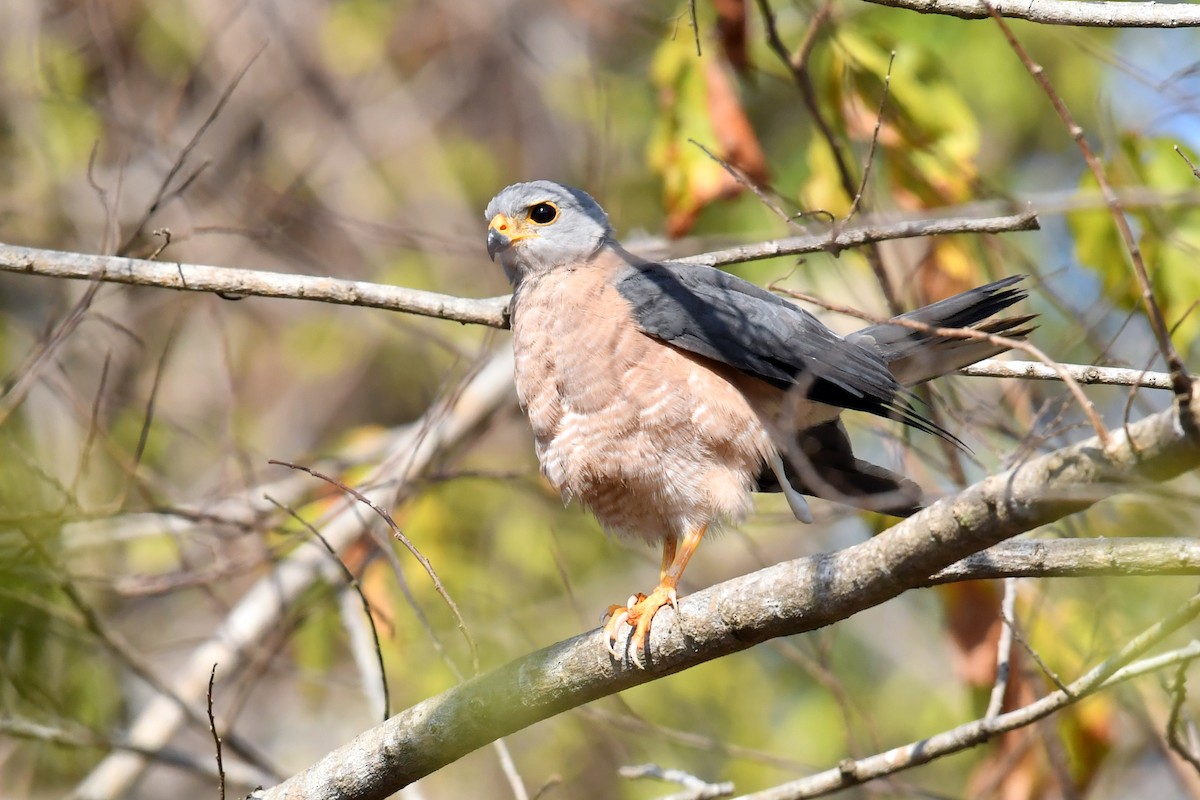 Variable Goshawk - ML612189827