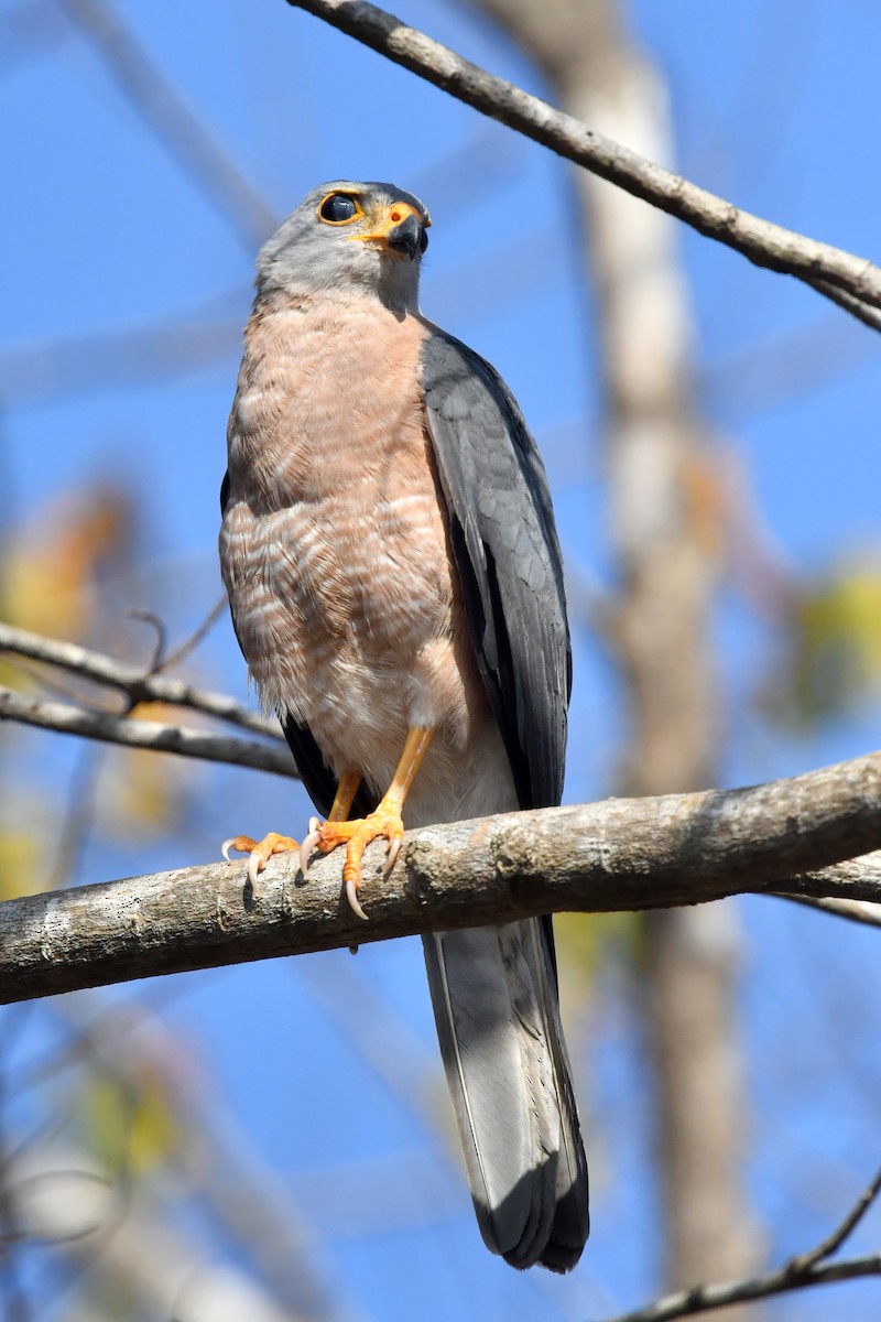 Variable Goshawk - Qin Huang