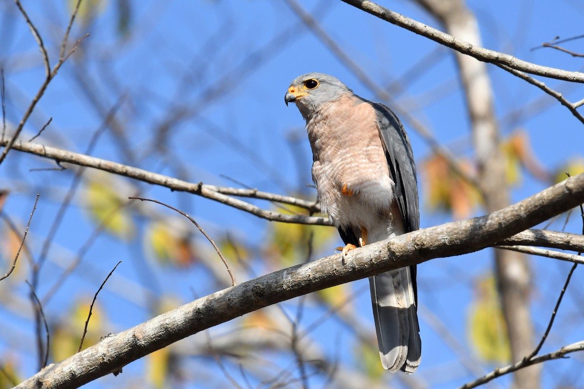 Variable Goshawk - ML612189830