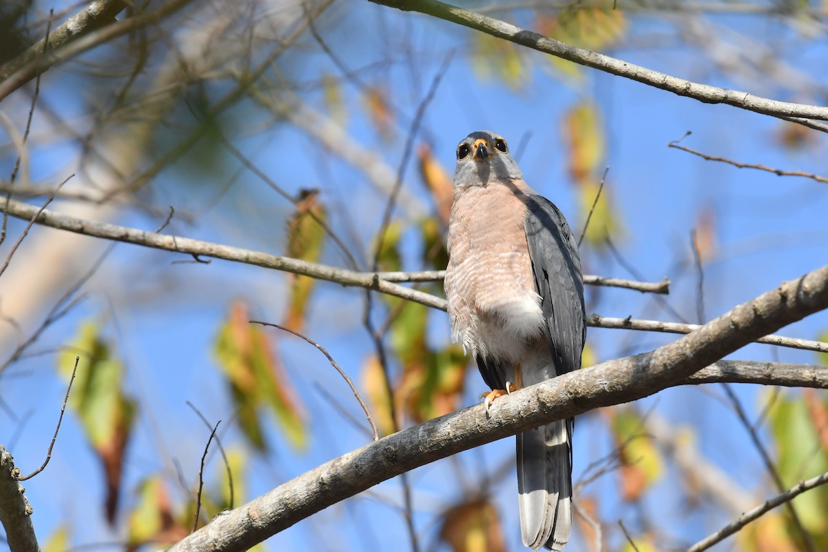 Variable Goshawk - ML612189831