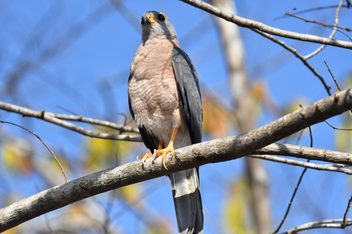 Variable Goshawk - ML612189832