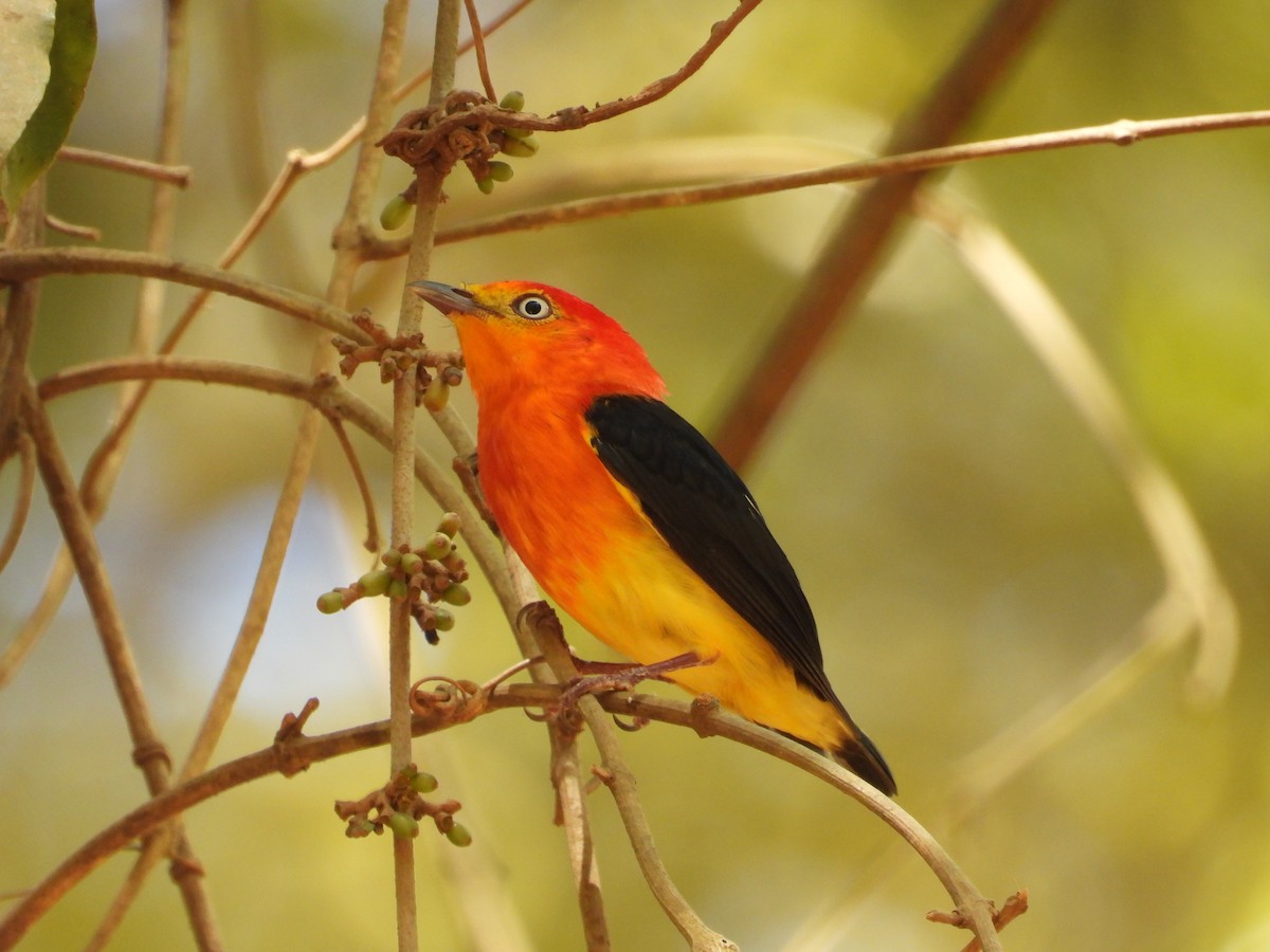 Band-tailed Manakin - ML612190052