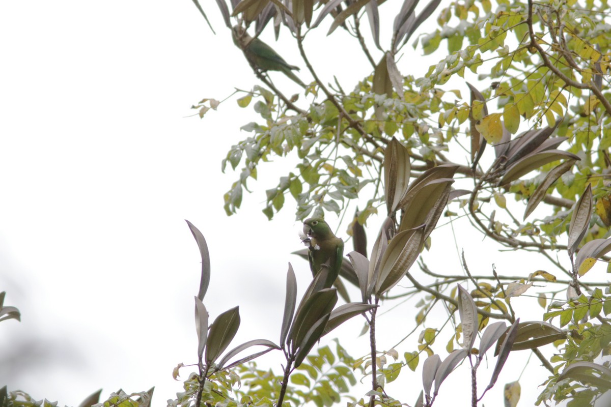 Olive-throated Parakeet (Jamaican) - ML612190110