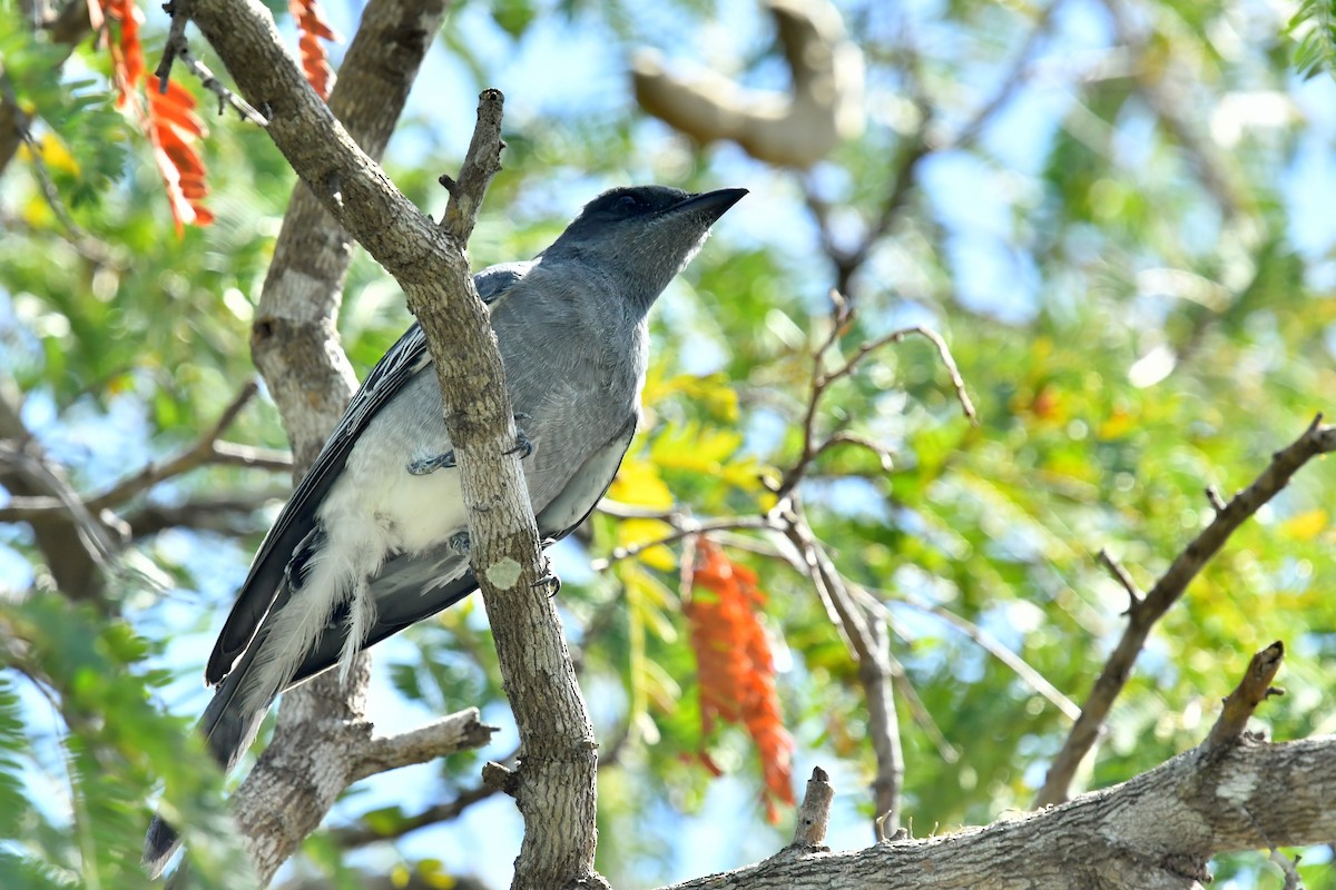 Wallacean Cuckooshrike - ML612190146