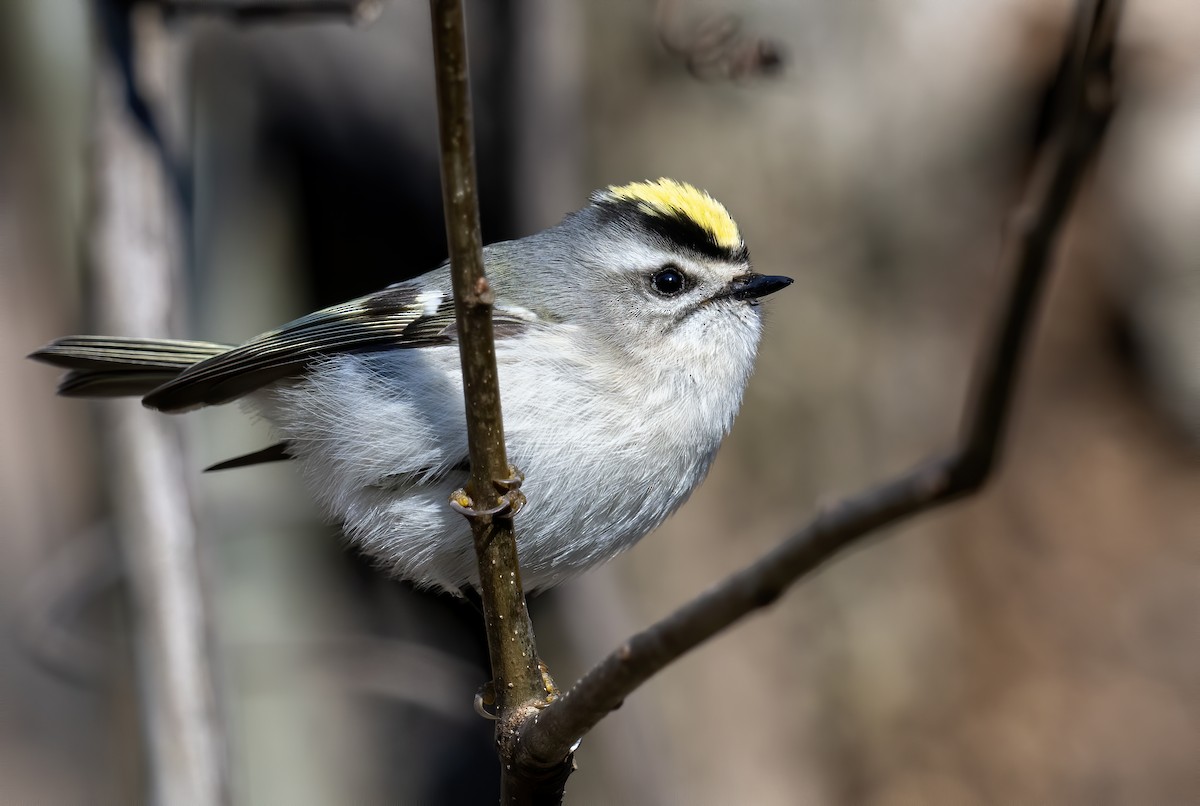 Golden-crowned Kinglet - ML612190181