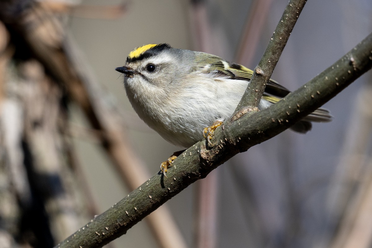 Golden-crowned Kinglet - ML612190182