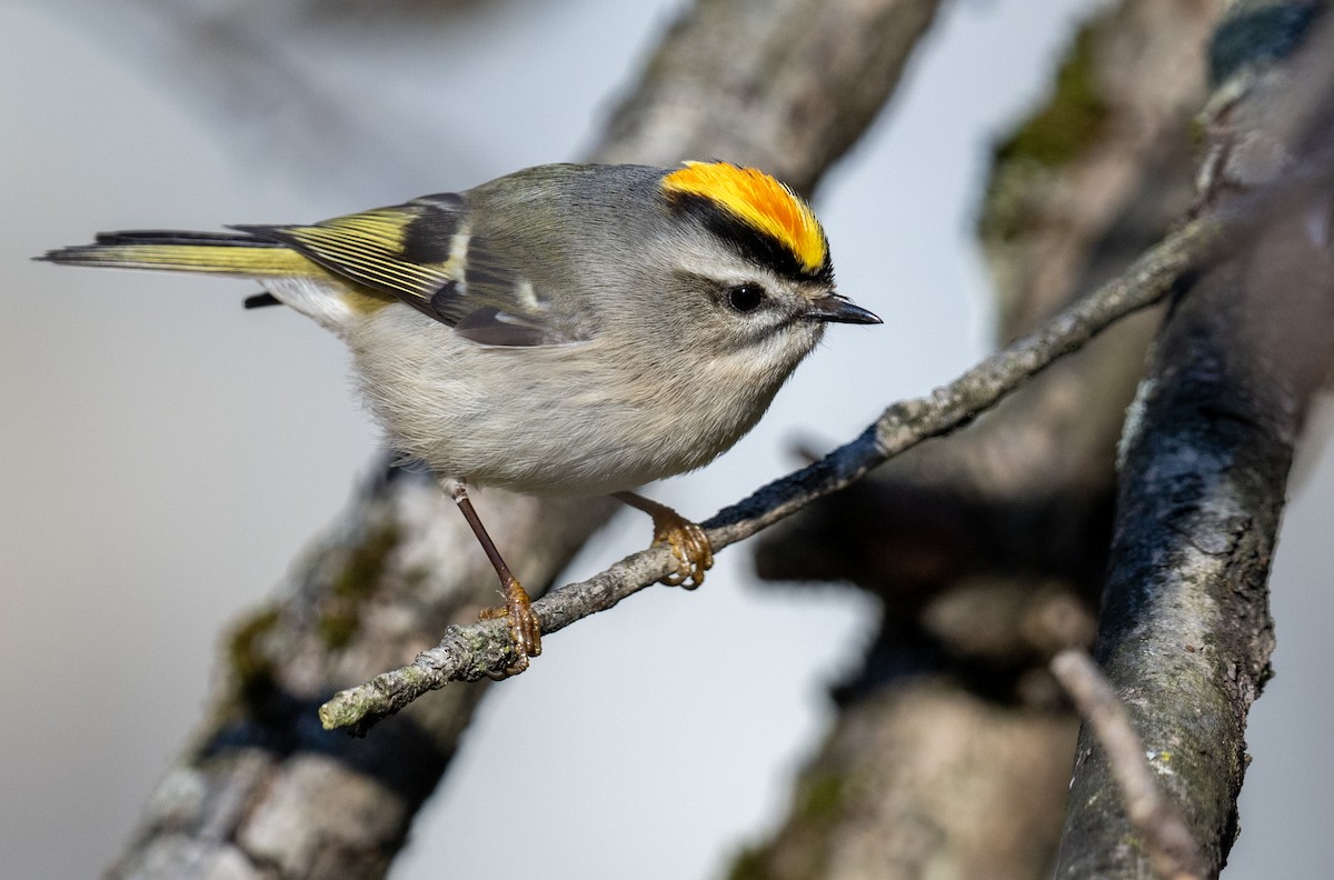 Golden-crowned Kinglet - ML612190184