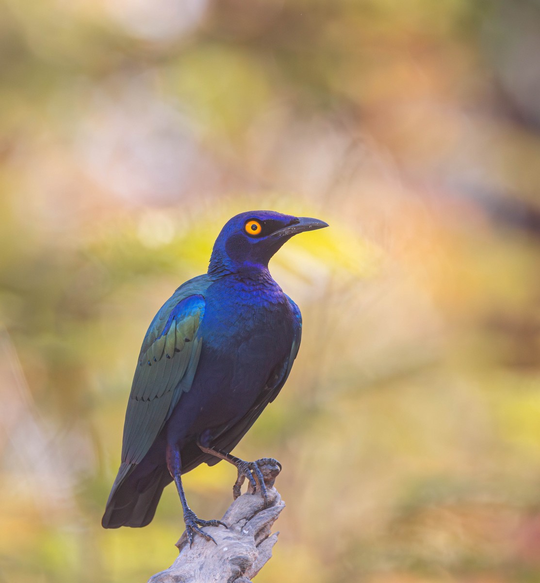 Purple Starling - Per Smith