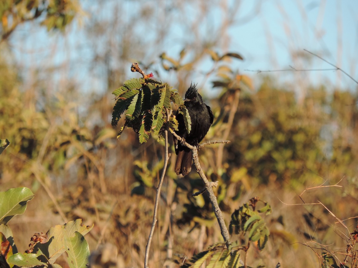 Crested Black-Tyrant - ML612190282