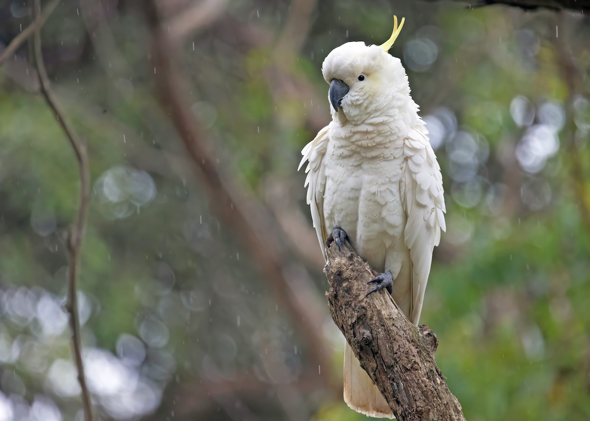 Sulphur-crested Cockatoo - Sue&Gary Milks