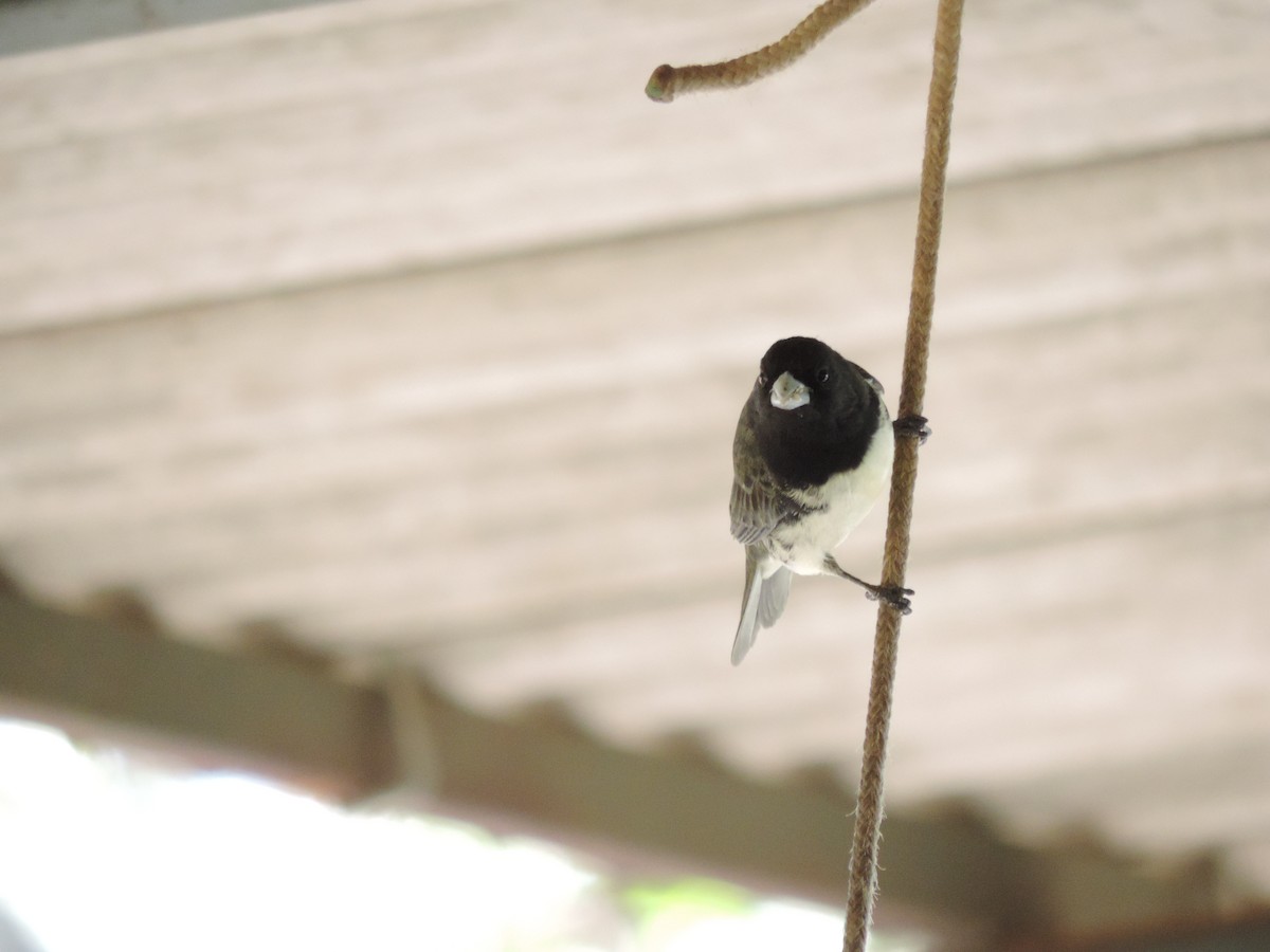 Yellow-bellied Seedeater - ML612190305