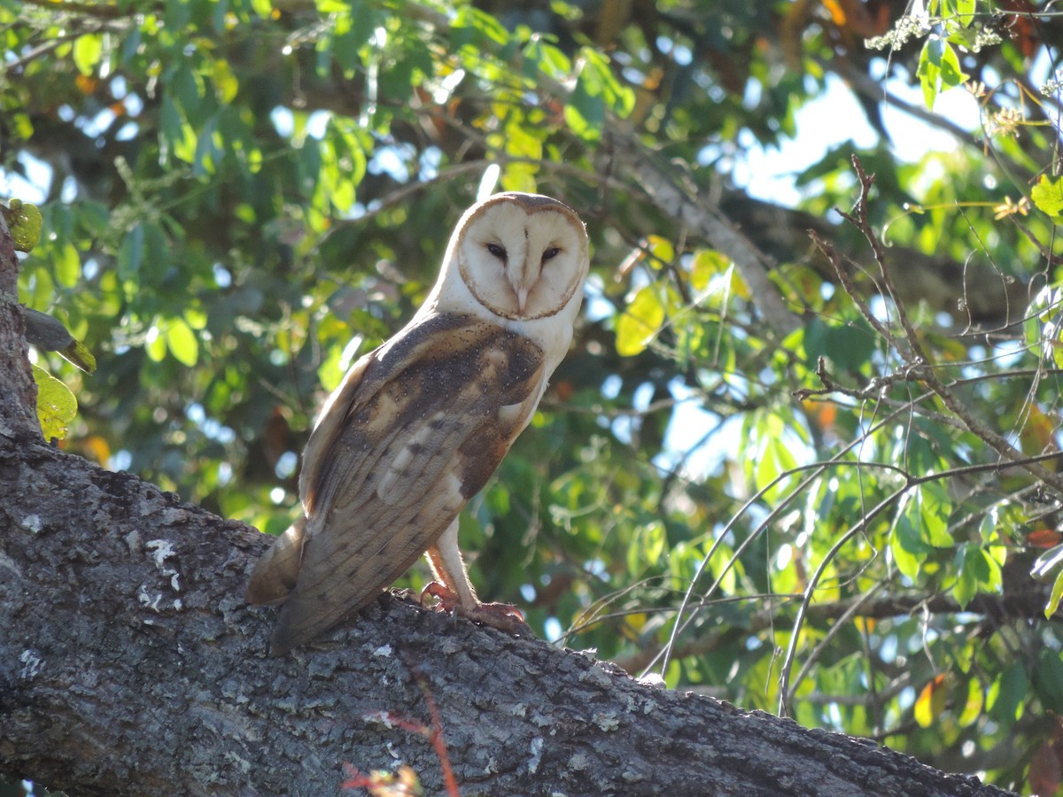 Barn Owl - ML612190327