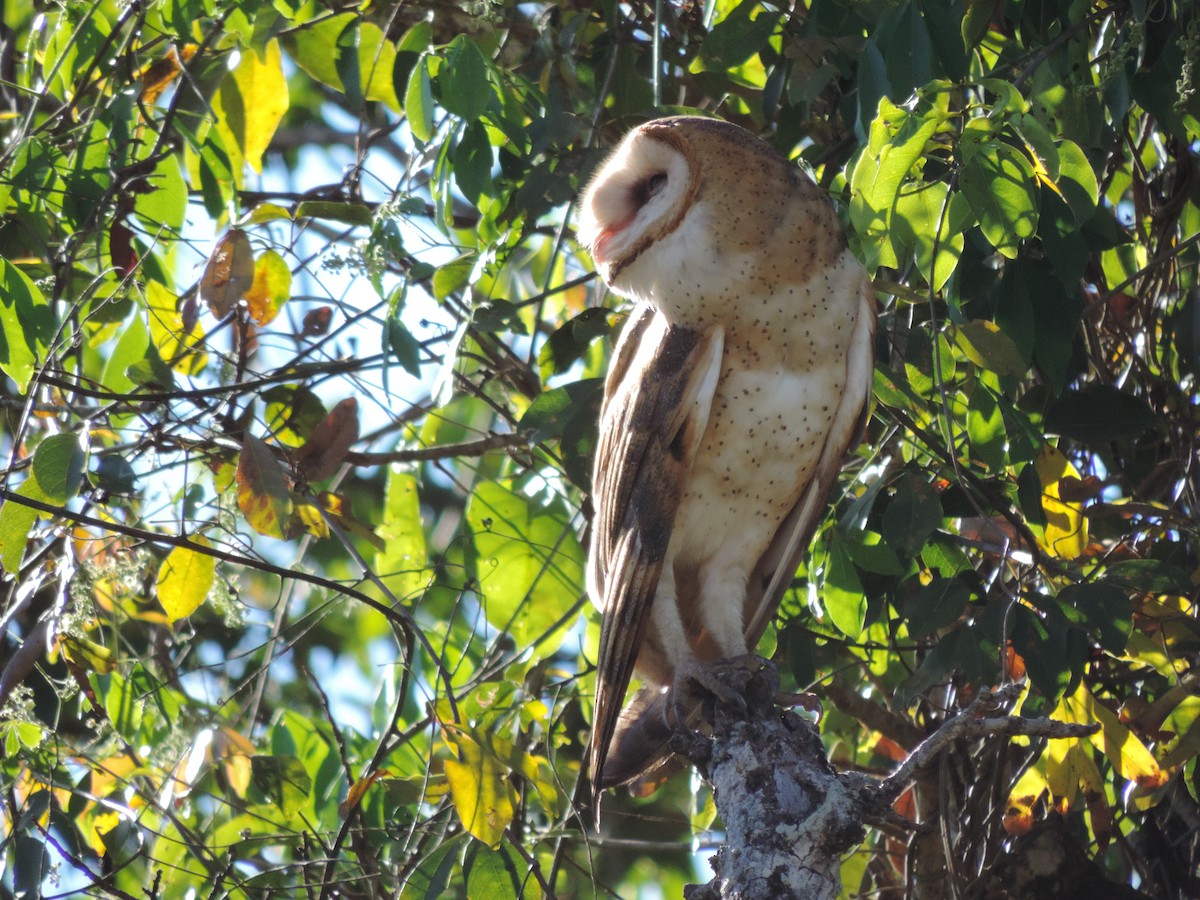 Barn Owl - ML612190329