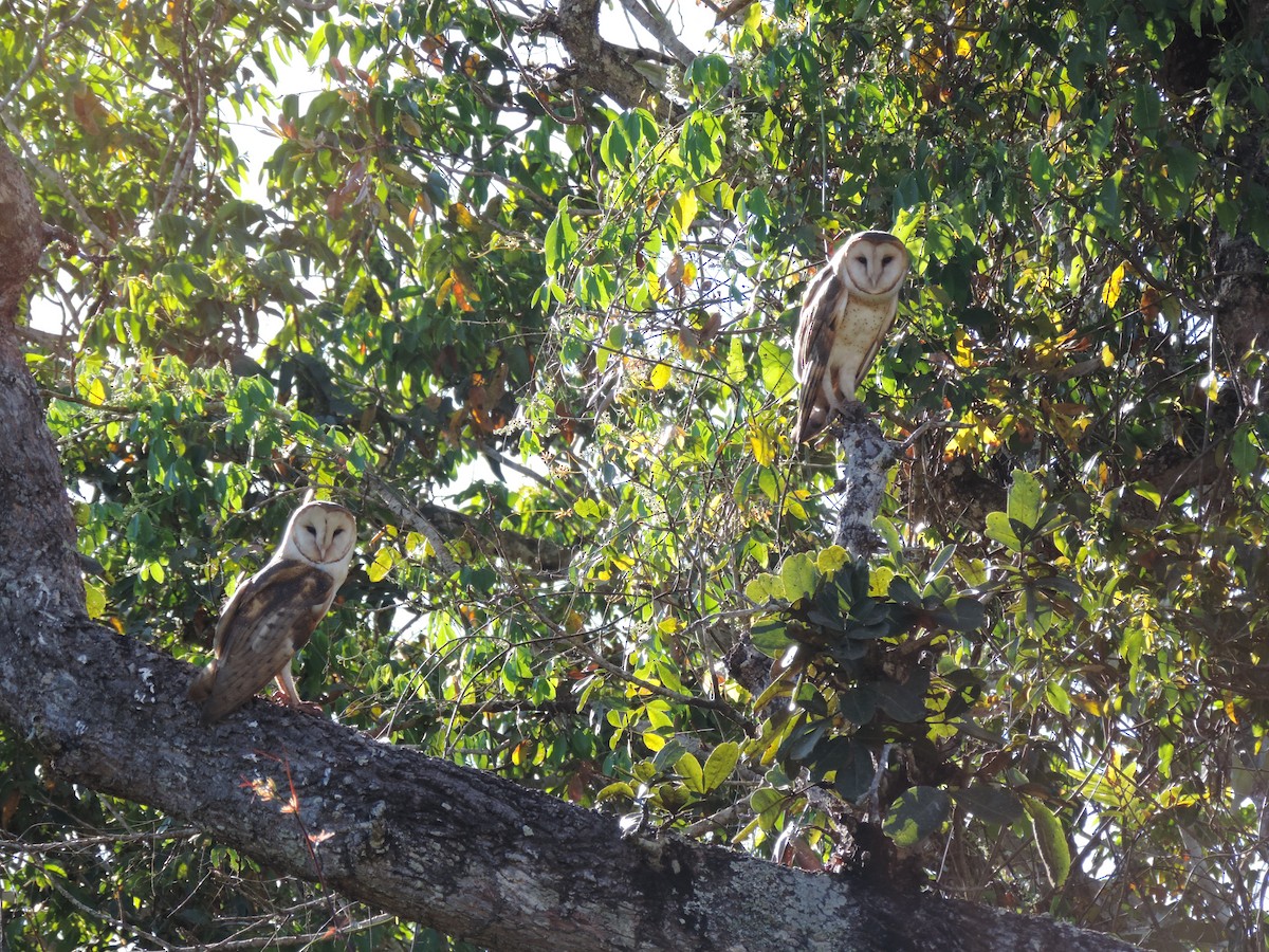 Barn Owl - ML612190332