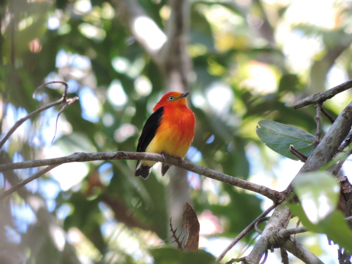 Band-tailed Manakin - ML612190346