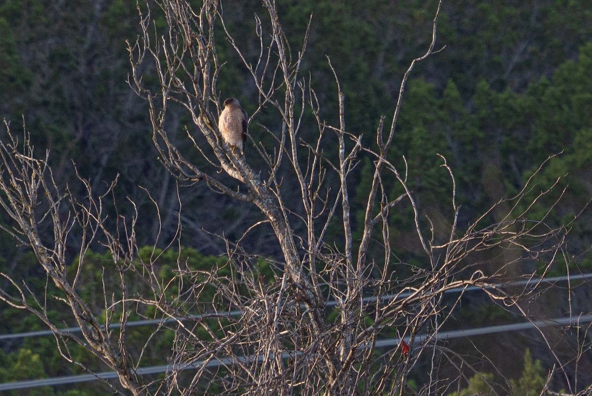 Cooper's Hawk - ML612190387