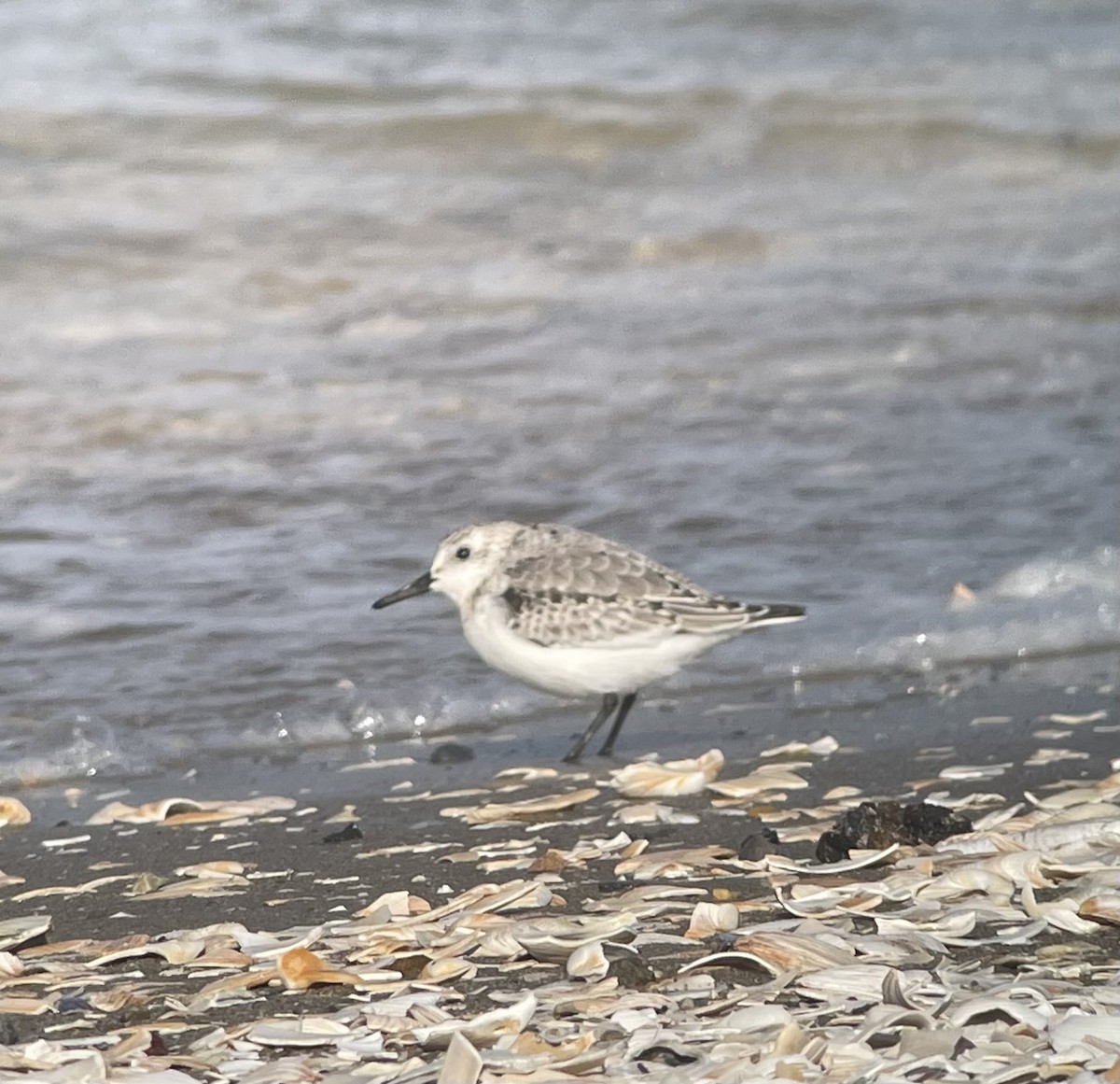 Bécasseau sanderling - ML612190443