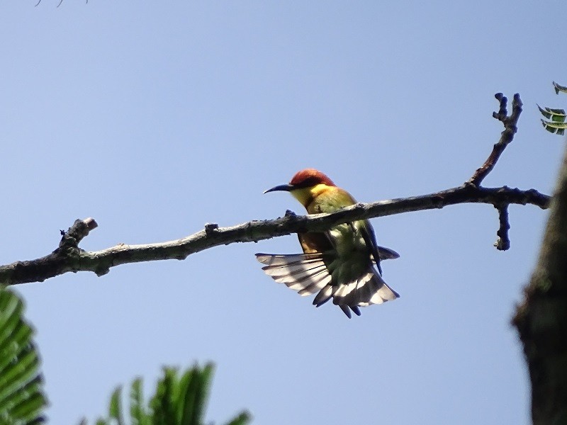 Chestnut-headed Bee-eater - ML612190662