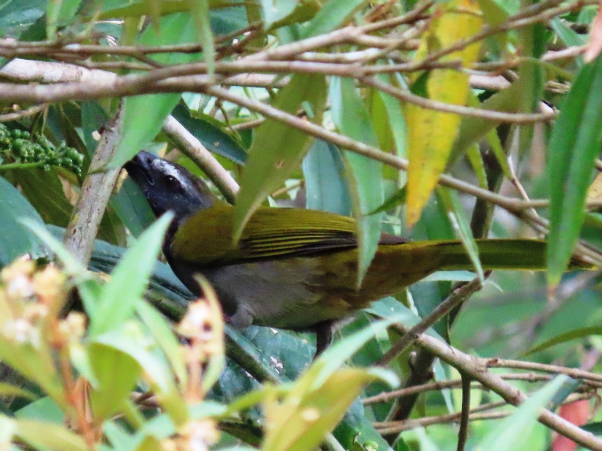 Buff-throated Saltator - Cynthia Tercero