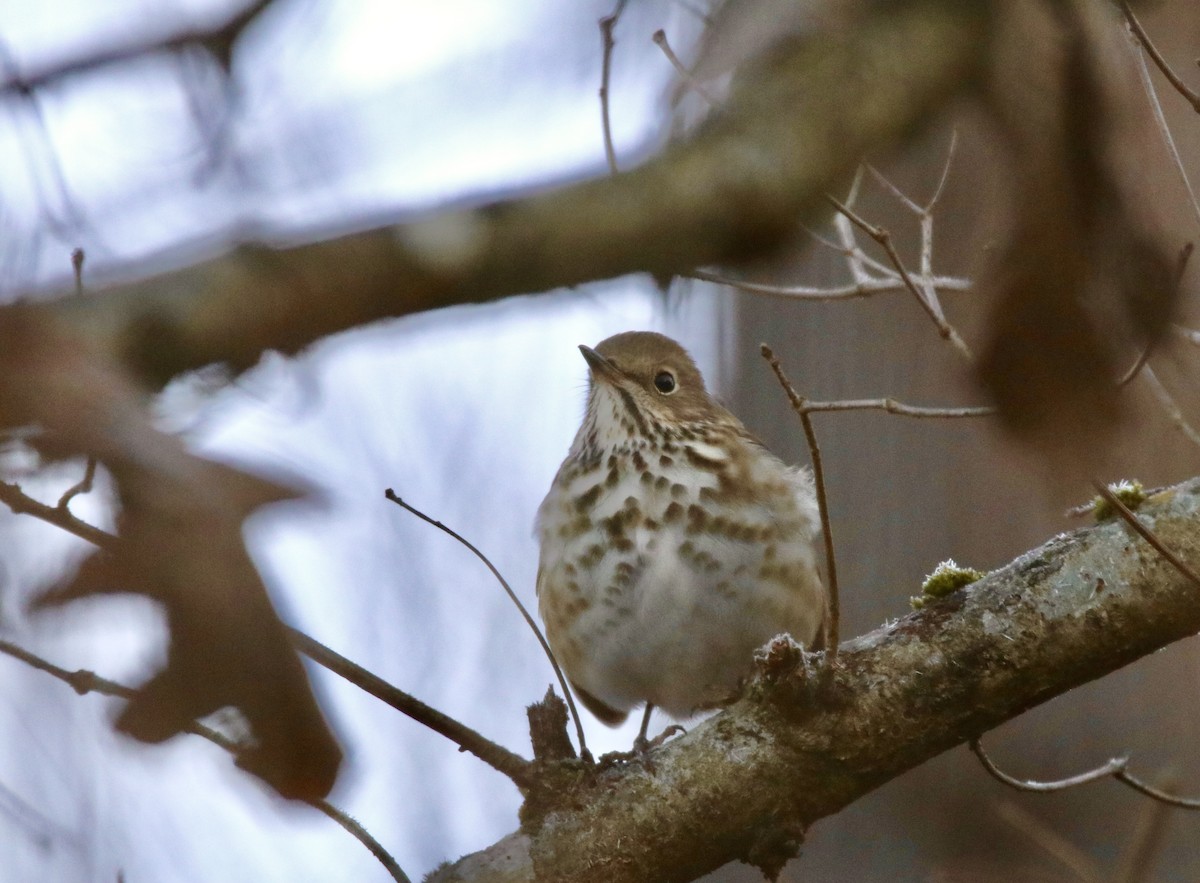 Hermit Thrush - ML612190695