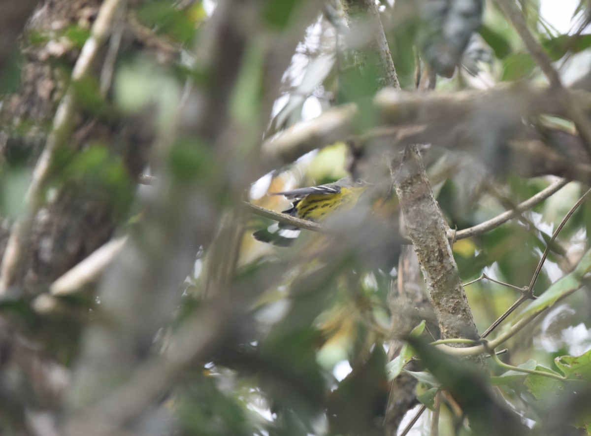 Magnolia Warbler - Jay Watson