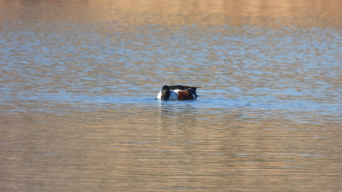 Northern Shoveler - ML612190819